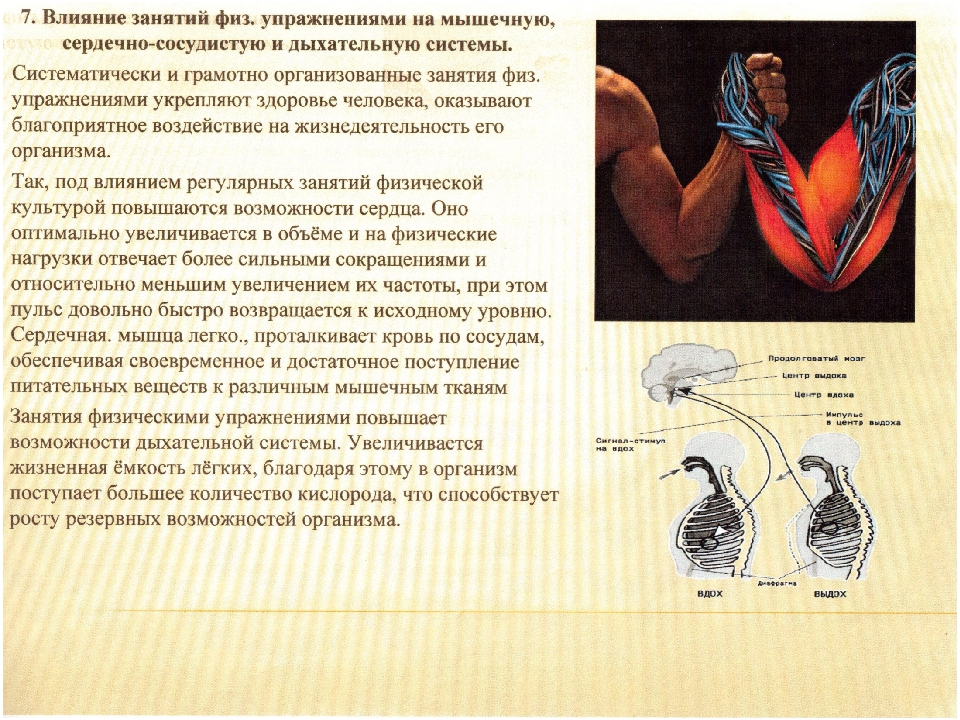 Влияние регулярных занятий физическими упражнениями на здоровье человека презентация