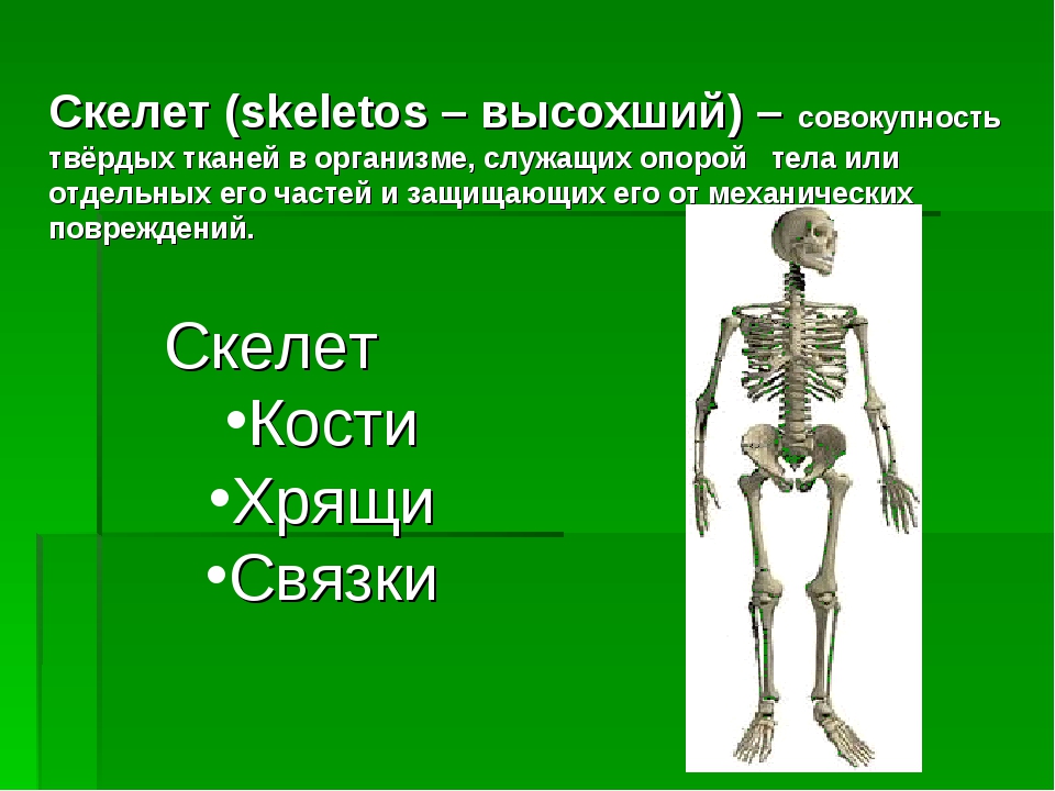 Презентация скелет человека 8 класс