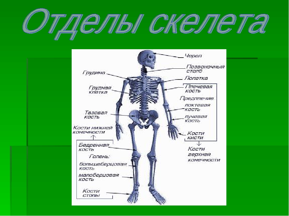 Схема отделы скелета