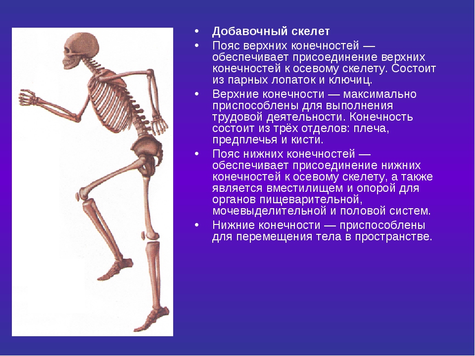 Презентация на тему скелет