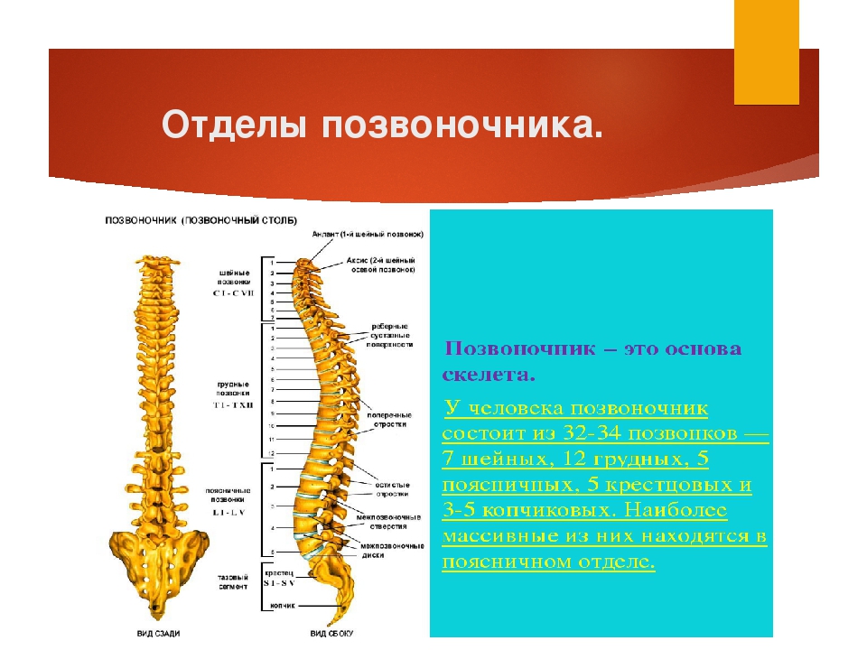 Фото описания позвоночника. Отделы позвоночника. Строение позвоночника. Позвоночник отделы позвонки. Позвоночный столб и его отделы.