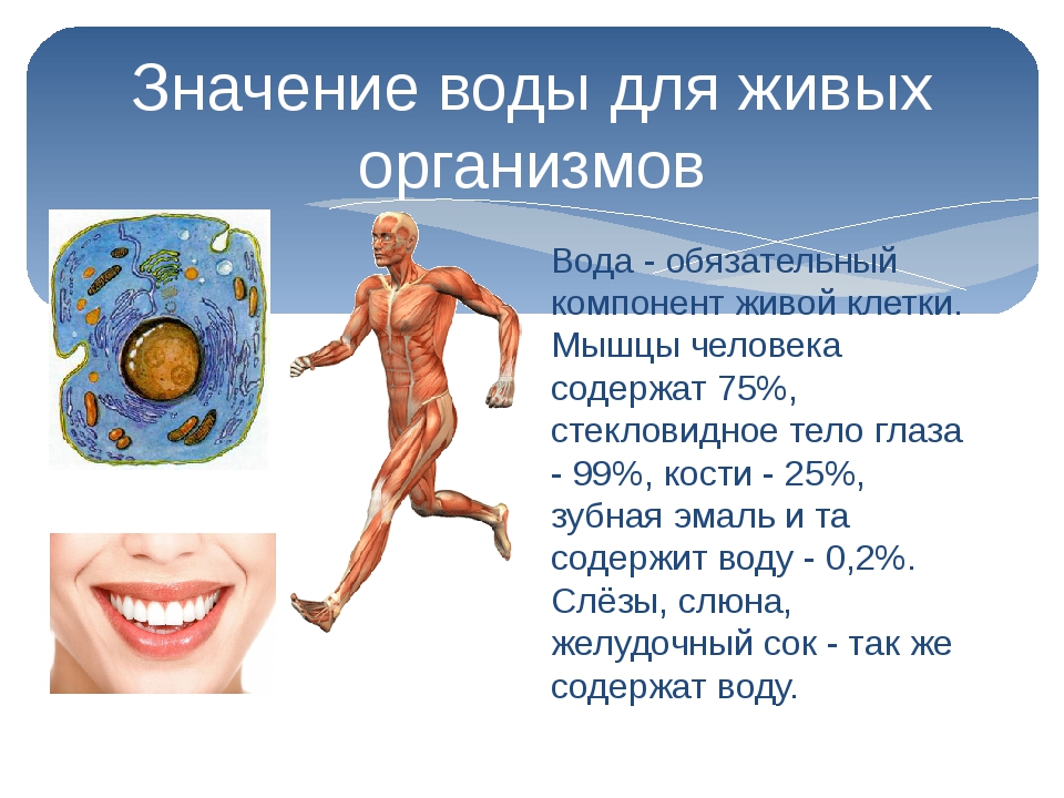 Человек живой организм схема 4 класс