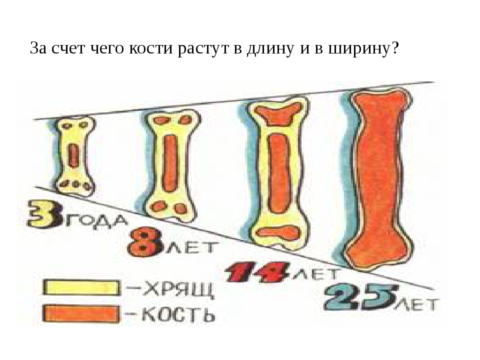 Рост костей в длину за счет. Рост костей. Как растут кости. За счет чего растут кости. Как растут кости в длину.