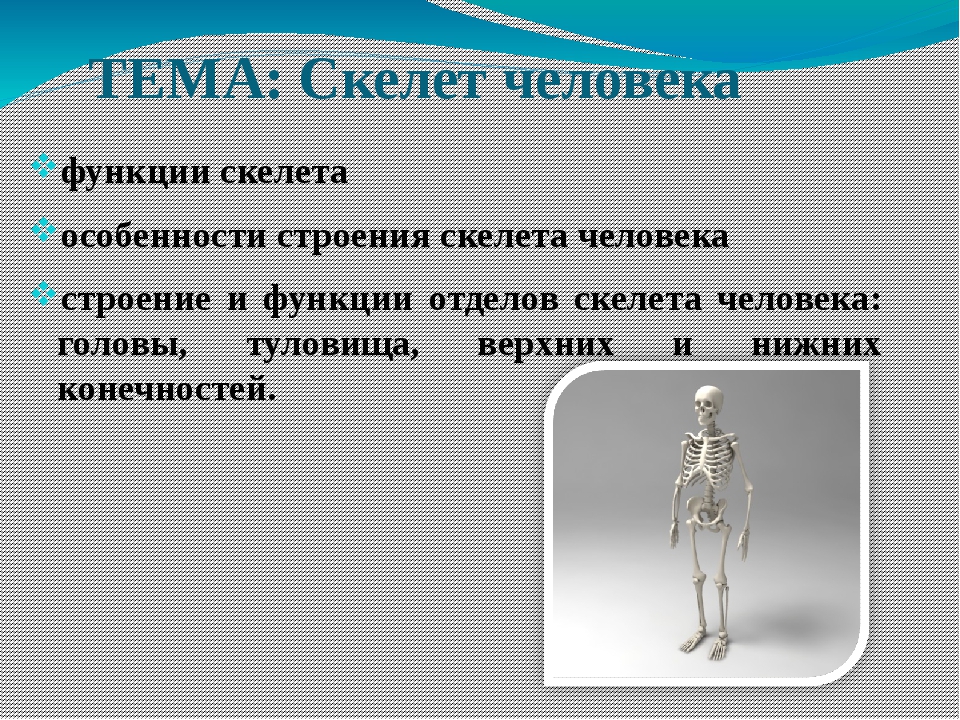 Какие функции скелета. Презентация по биологии 8 класс скелет человека. Скелет человека презентация к уроку. Скелет человека по биологии 8 класс. Особенности строения человека.