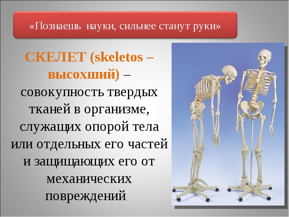 Bone 8. Презентация на тему скелет человека. Презентация на тему скелет. Строение скелета кости. Строение скелета презентация.