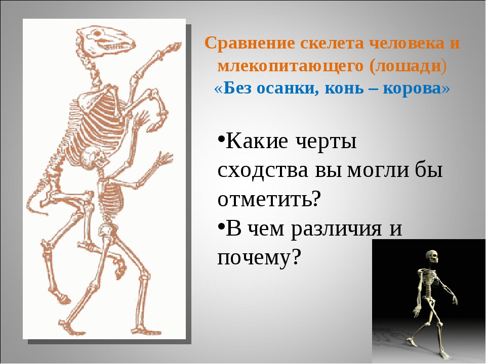 Значение скелета. Опорная функция скелета человека. Скелет человека схема 8 класс. Строение скелета 8 класс. Функции скелета человека 8 класс.