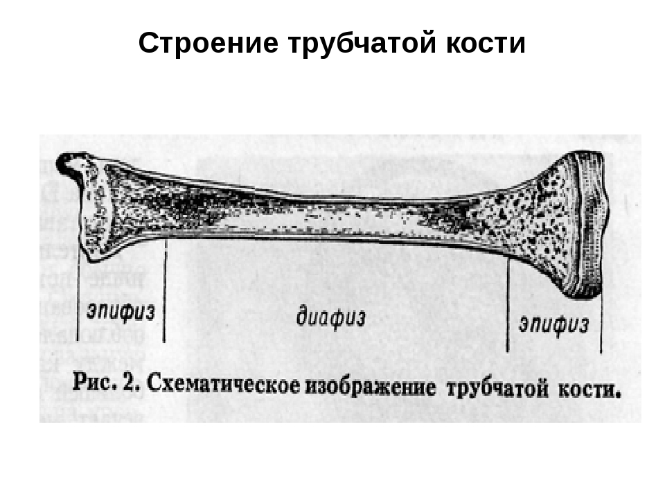 Строение трубчатой кости. Строение головки трубчатой кости. Отделы трубчатой кости схема. Как называется тело трубчатой кости. Схема длинной трубчатой кости взрослого.