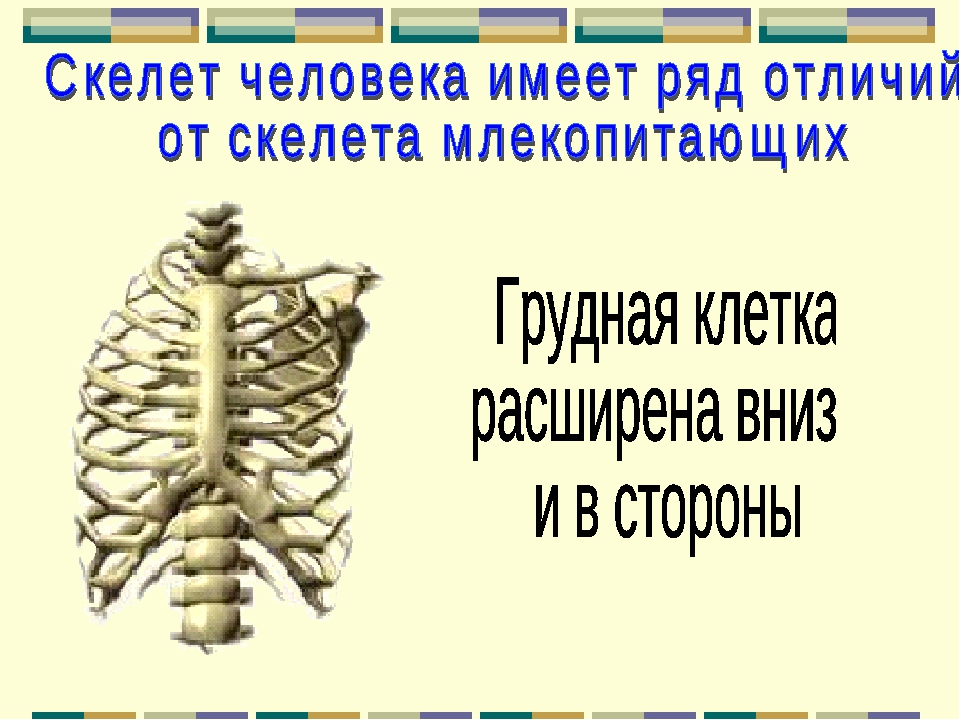 Скелет туловища соединение костей. Грудная клетка млекопитающих. Осевой скелет человека 8 класс. Функции осевого скелета человека. Отличия скелета человека от скелета животных грудная клетка.