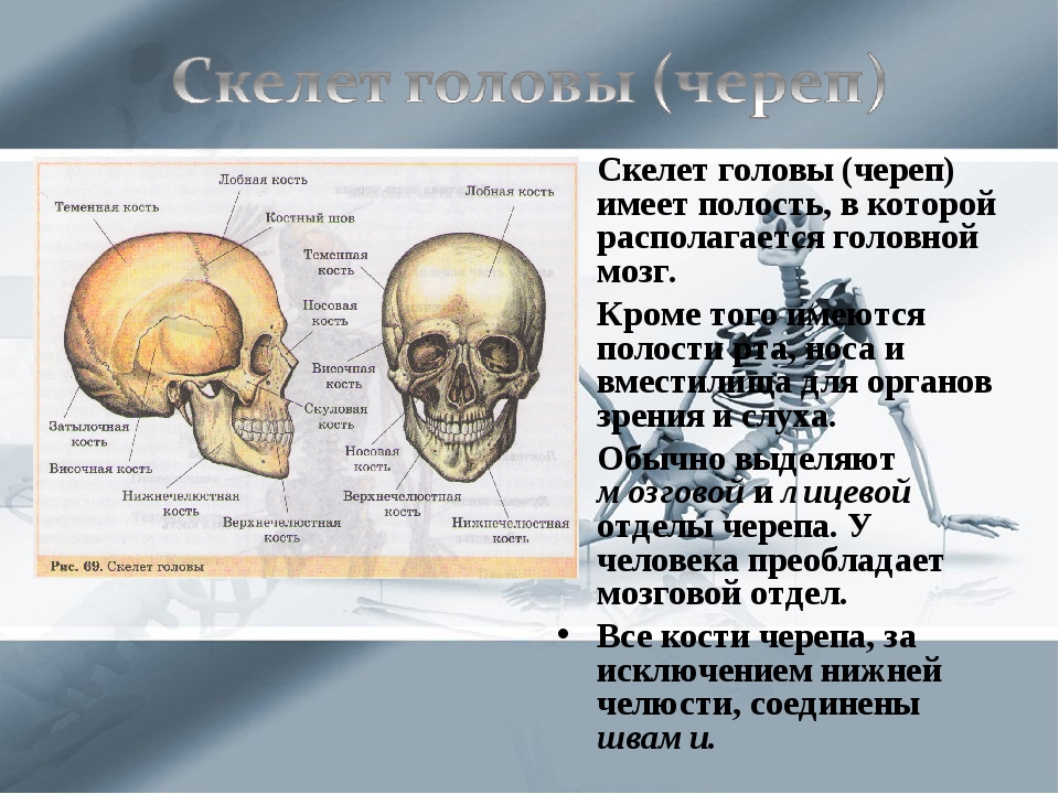 К какому отделу черепа относится скуловая кость. Строение кости черепа человека. Анатомия головы кости черепа. Скелет черепа человека биология 8 класс. Биология скелет головы и туловища.