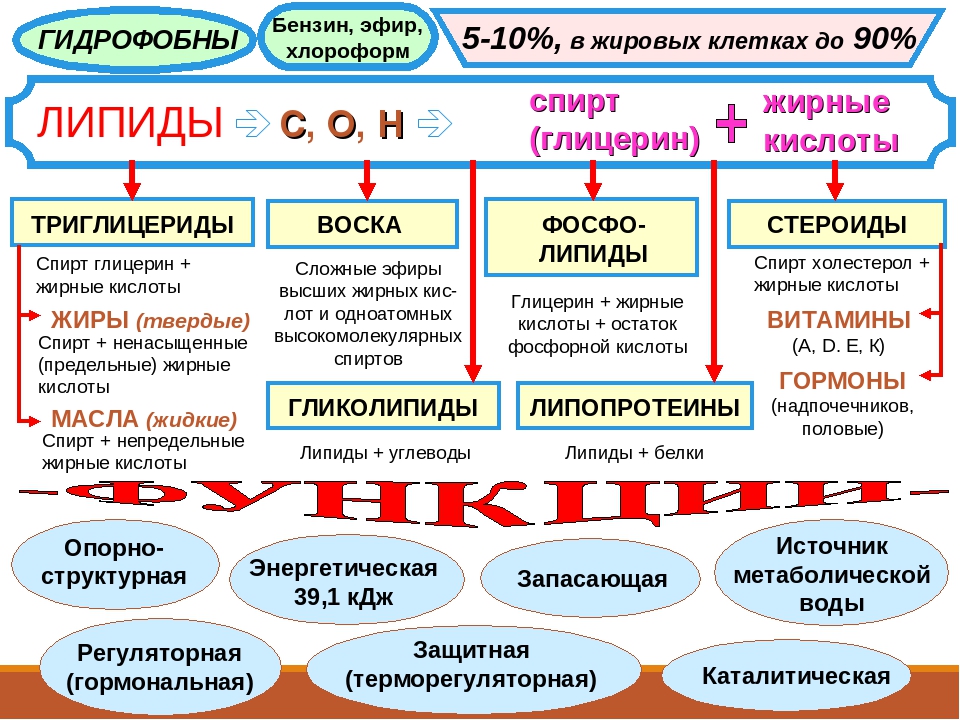 Углеводы химия презентация