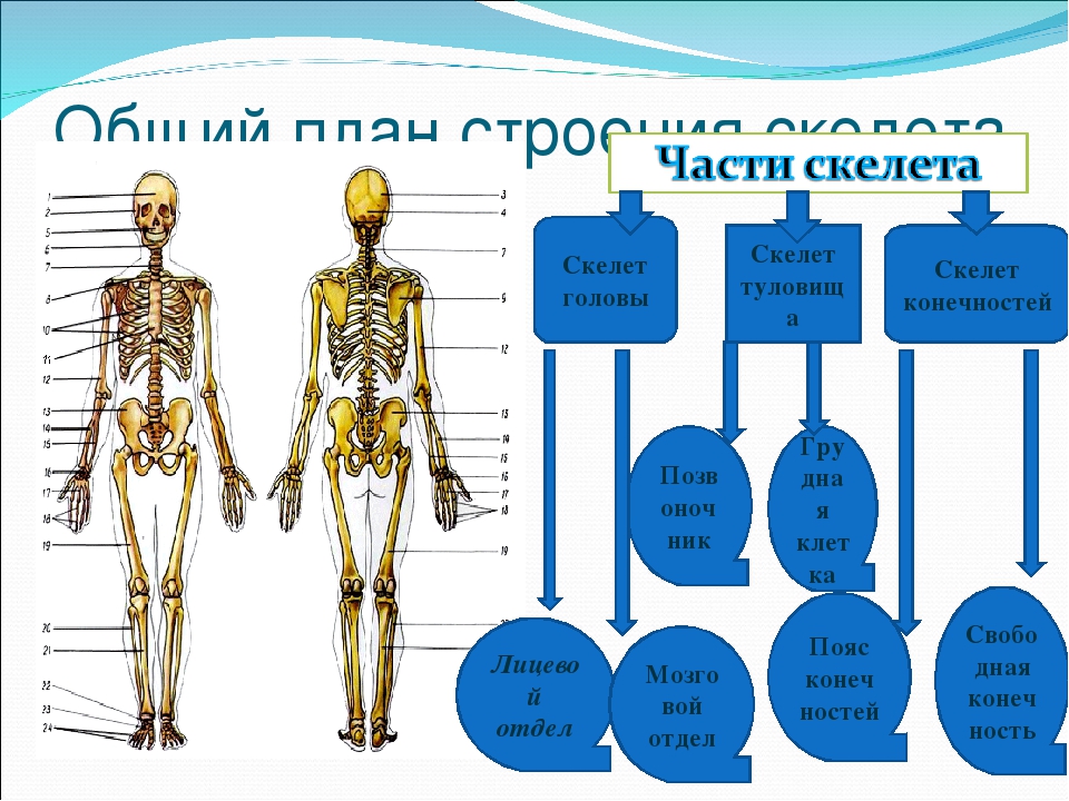 Скелет схема. Общий план строения скелета туловища. Общий план строения скелета человека. Скелет человека анатомия. Функции скелета схема.