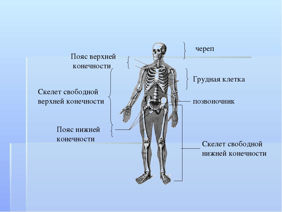 Определите какой отдел скелета человека на рисунке обозначен вопросительным знаком и укажите