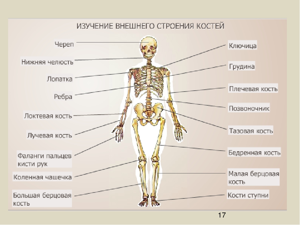 Человек часть биология. Строение тела человека. Биология строение человека. Строение человека 4 класс. Строение костей человека.