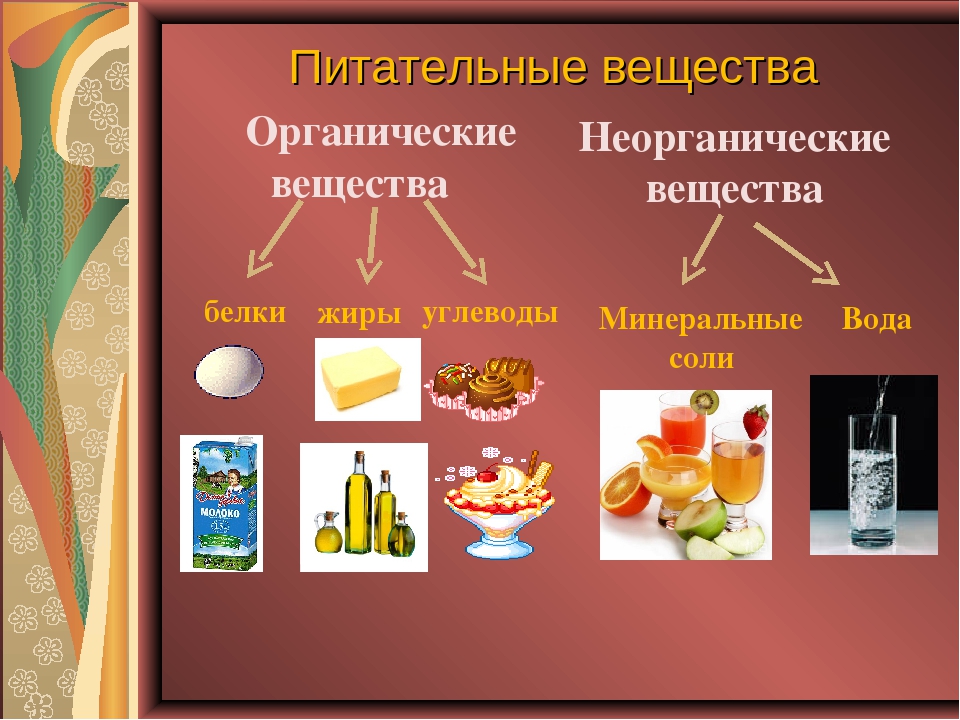 Продукт проекта по биологии