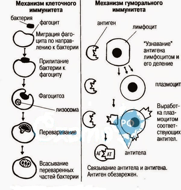 Клеточный иммунный ответ схема для тупых