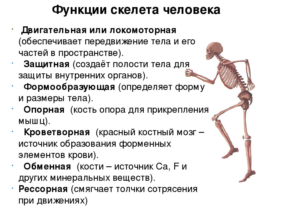 Опорно двигательная система человека