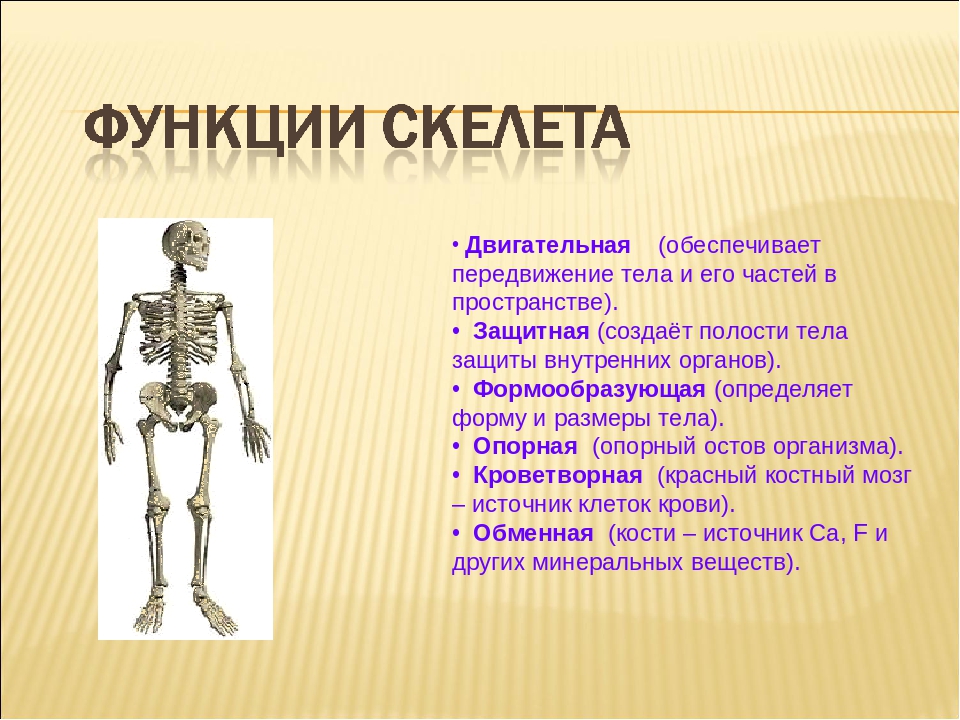 Функции скелета человека механическая. Локомоторная функция скелета. Опорно двигательная система скелет. Опорная функция скелета.