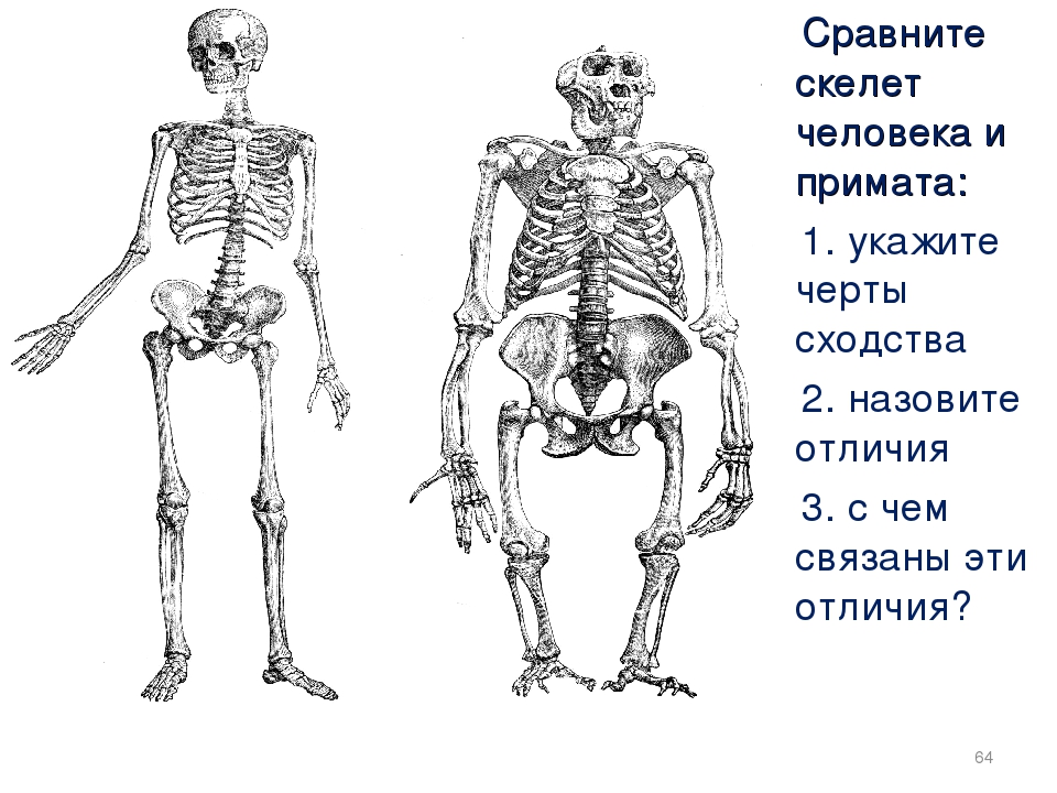 Виды скелетов. Скелет человека 8 класс биология. Скелет человека ЕГЭ биология. Скелет человека схема. Вопросы по скелету человека.