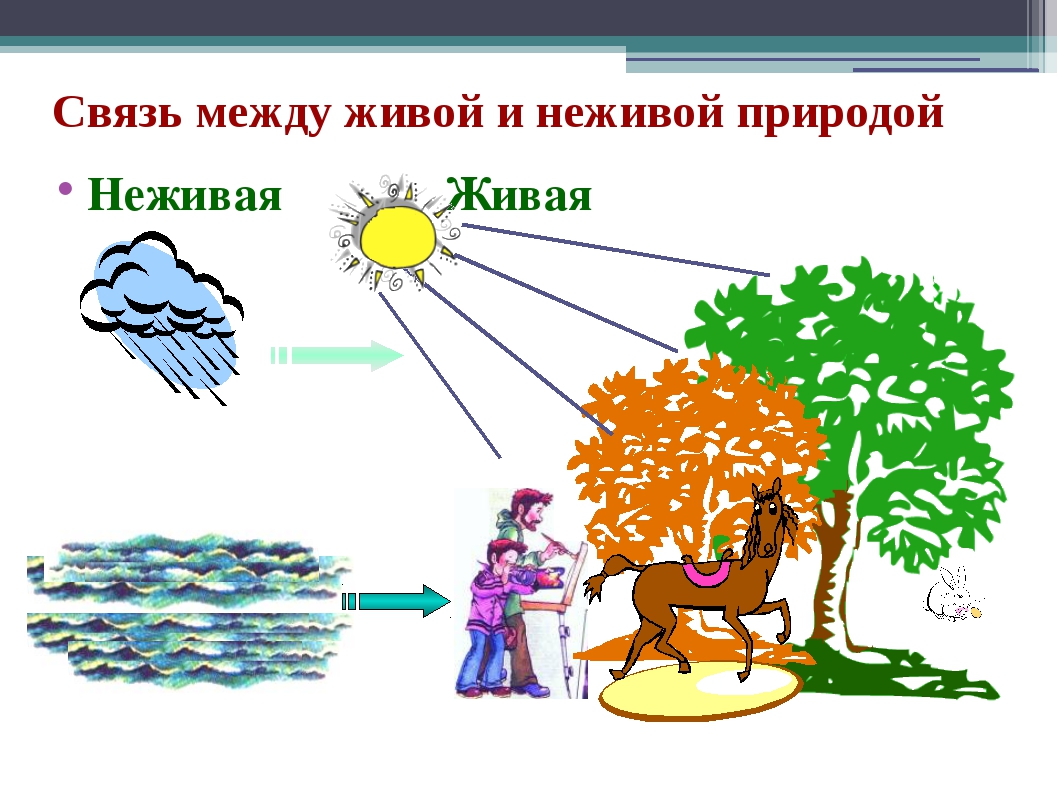 Картинки по окружающему миру 2 класс