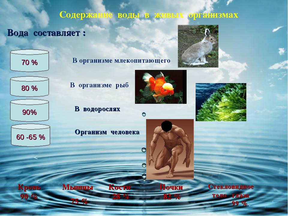 Состав воды в живых организмов