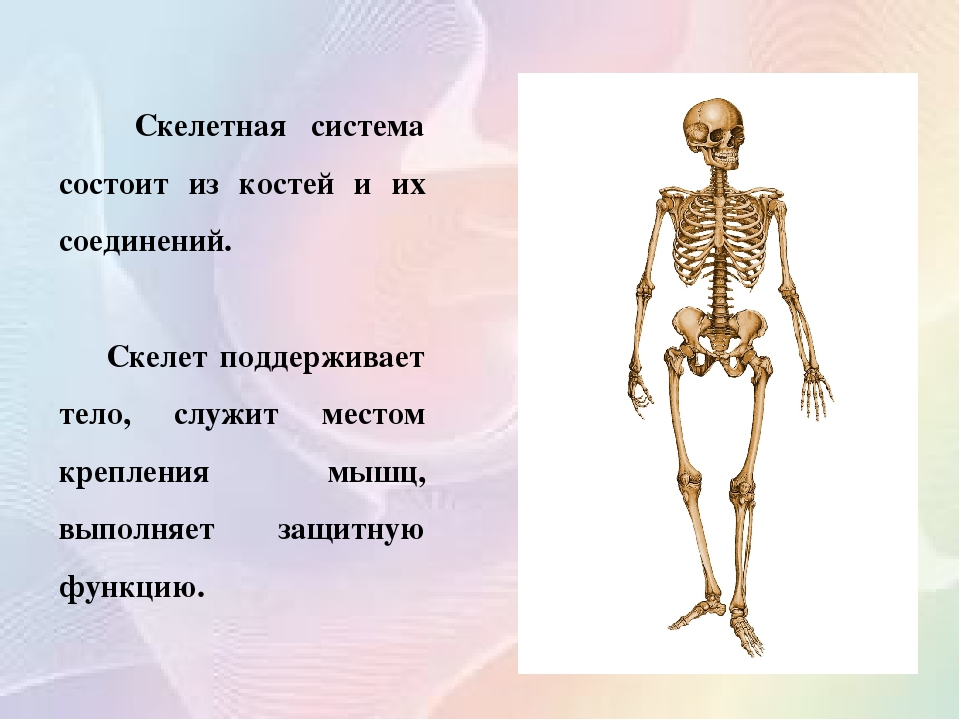 Скелетная система состоит из. Скелетная система органов. Скелет нач система органов. Костная система состоит.