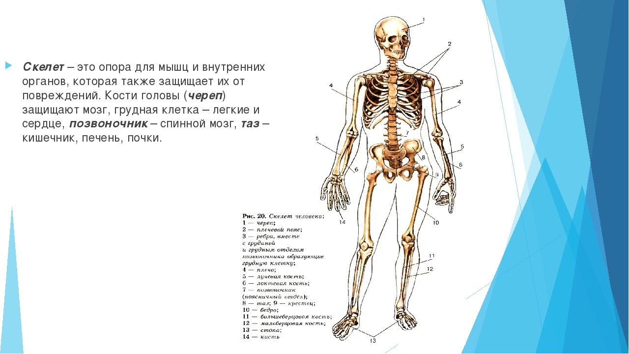 Скелет органов человека строение