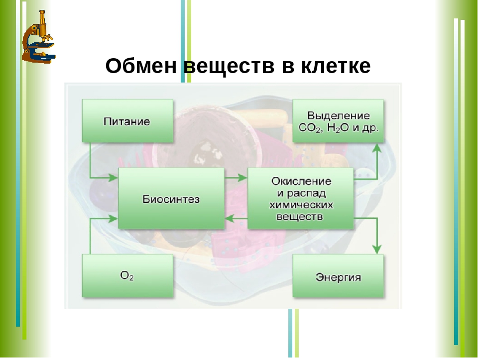 Проект обмен веществ