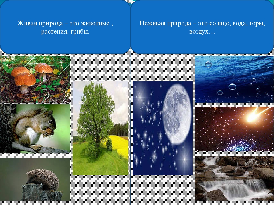 Проект живая природа