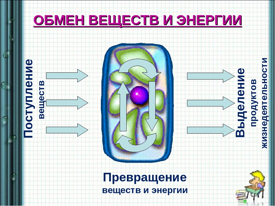 Презентация биология обмен веществ