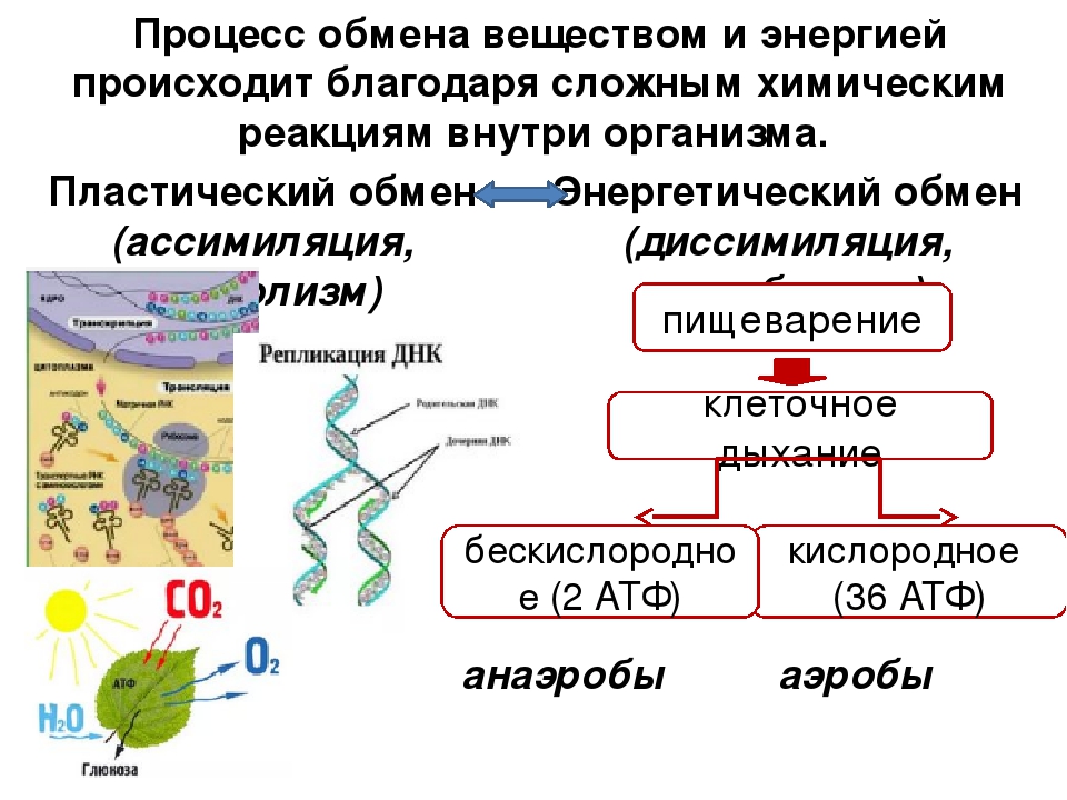 Схема обмена энергии в организме