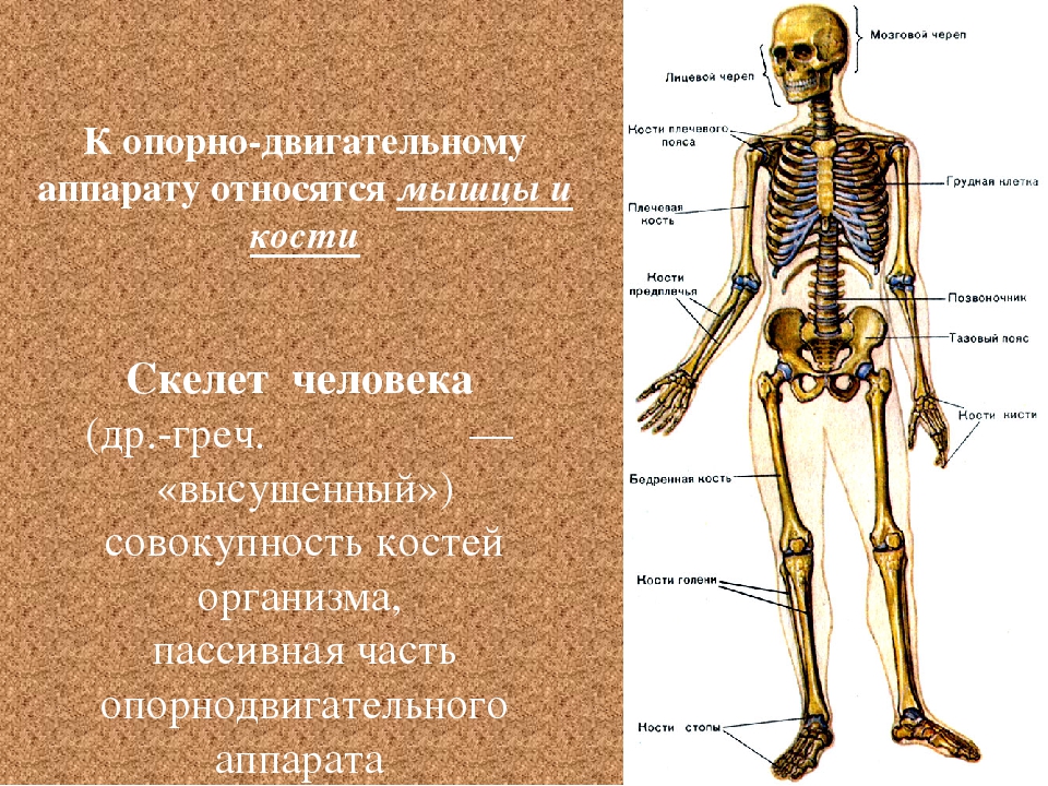 Скелет человека рисунок 8 класс биология