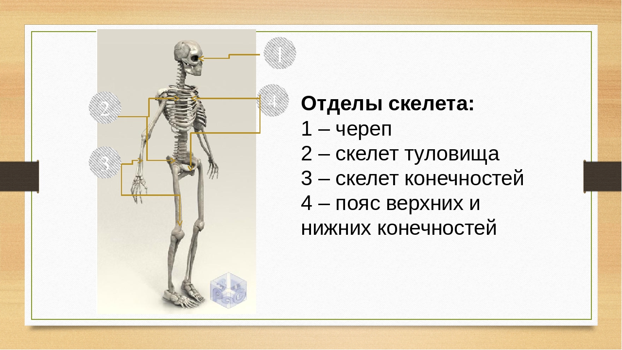 Отделы скелета туловища