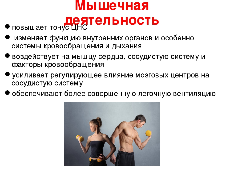 Влияние физических упражнений на мышечную систему. Мышечная активность. Физические упражнения и их влияние на мышцы. Функциональные изменения в организме при физических нагрузках. 2 мышечная активность
