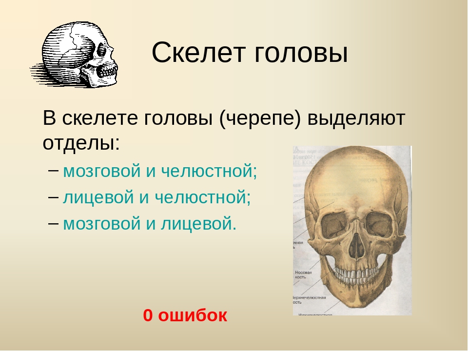 Скелет головы. Скелет человека скелет головы. Функции скелета головы. Скелет головы человека для биологии.