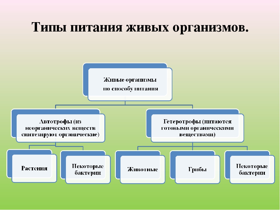 Виды питания схема