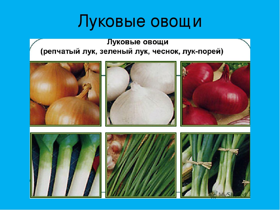 Лук репчатый таблица. Обработка капустных и луковых овощей. Луковые группа овощей. Луковые овощи список.