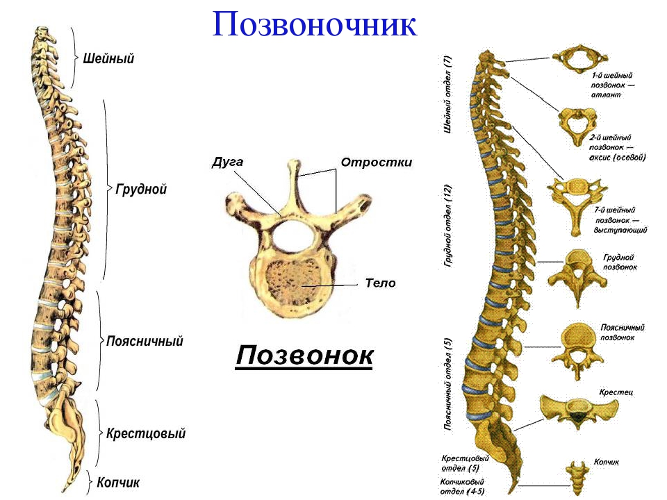 Сколько шейных позвонков. Позвоночник шейный грудной поясничный. Позвонки человека шейный грудной поясничный. Строение скелета позвоночника человека. Шейный грудной и поясничный отдел позвоночника.