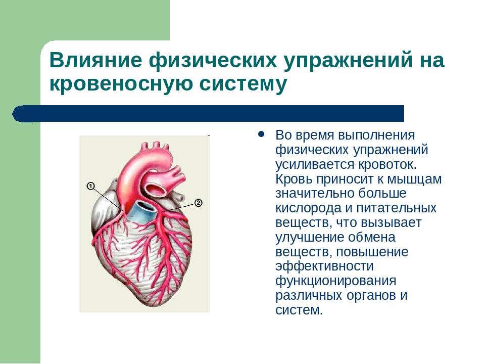 Физических нагрузок кровообращение. Влияние физических упражнений на кровеносную систему человека. Влияние физических нагрузок на кровеносную систему. Влияние нагрузок на сердечно-сосудистую систему. Влияние физических упражнений на сердечно-сосудистую систему.