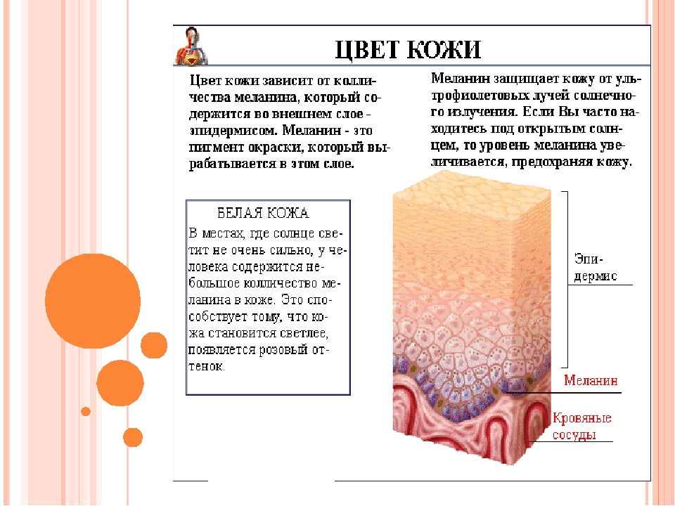 Кожа времени. Что такое пигмент меланин в коже человека. В коже содержится пигмент меланин. Слои кожи меланин. Функции меланина в коже.