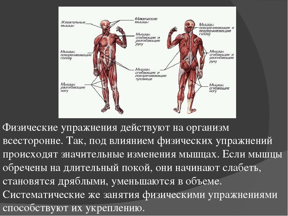 Презентация на тему влияние физических упражнений на организм человека