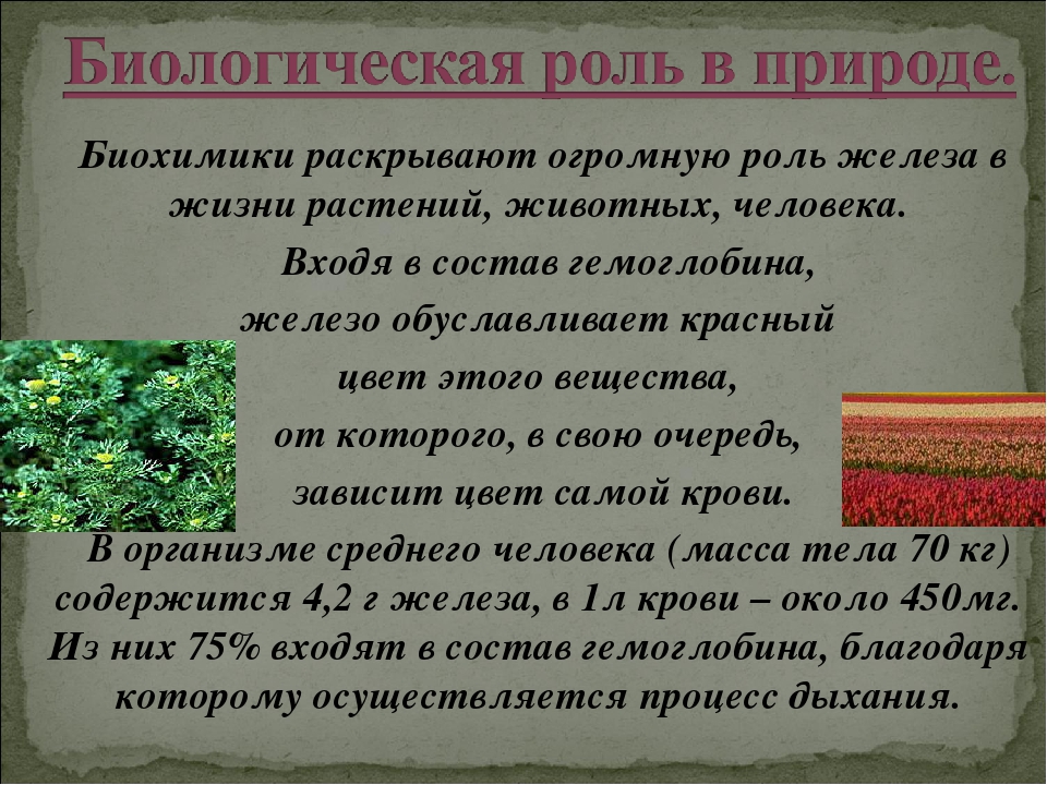 Объединение железом и кровью. Роль железа в жизни растений. Роль железа в жизни живых организмов.. Роль железа в природе. Роль железа в жизни животных.