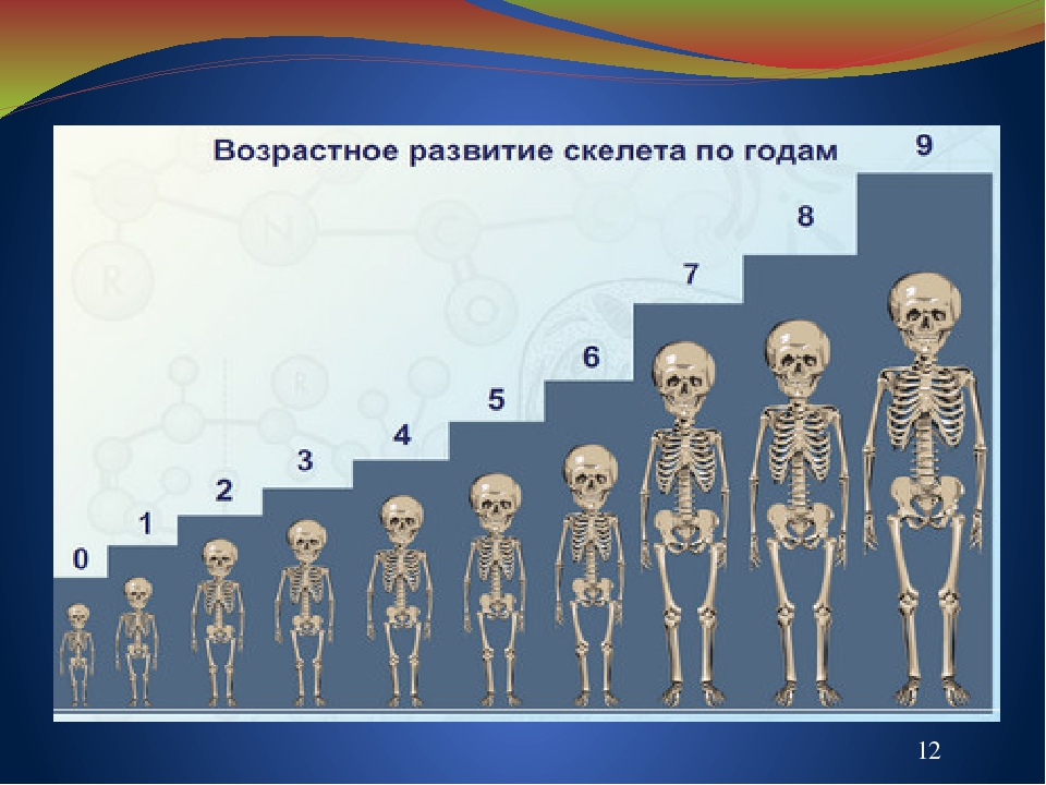 Скольки человек. Формирование скелета у ребенка. Возрастные особенности скелета человека. Возрастное формирование скелета.