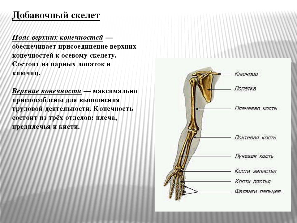 Скелет задних конечностей состоит из