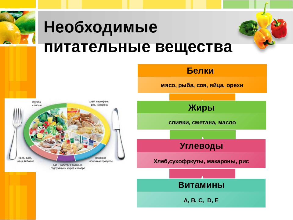 Проект питание и пищеварение