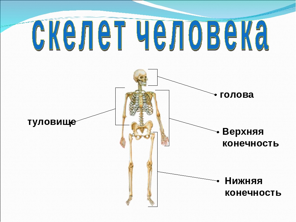 Скелет человека для детей в картинках