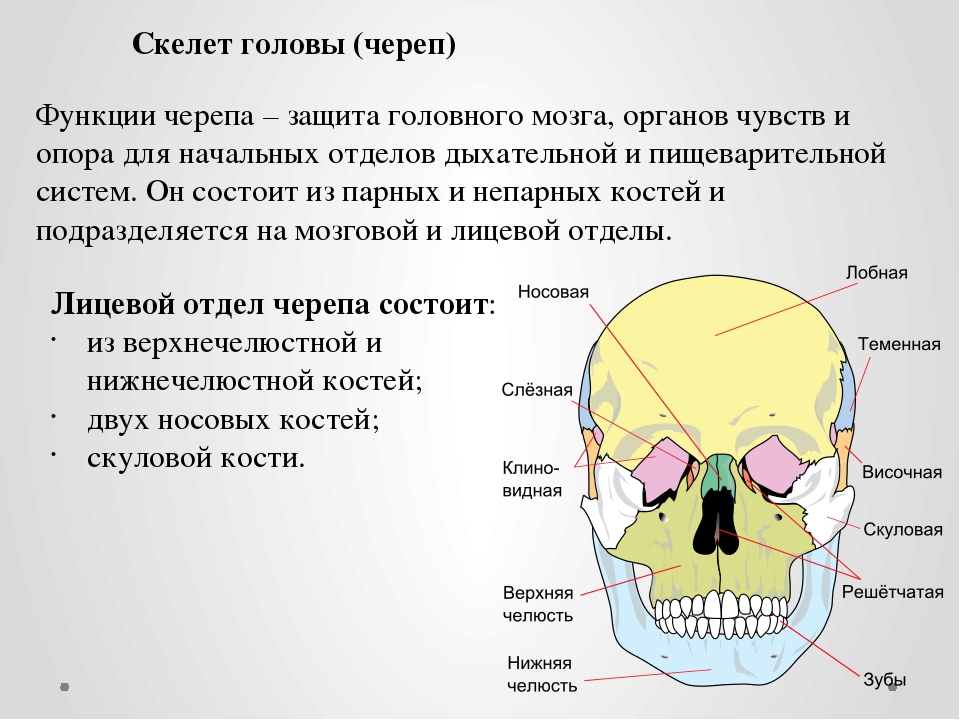 Мозговая лицевая часть черепа. Скелет головы череп лицевой отдел. Скелет лицевого черепа строение. Лицевой отдел черепа анатомия строение. Кости лицевого отдела черепа строение функции.