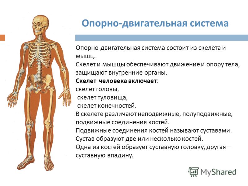 Костная система презентация