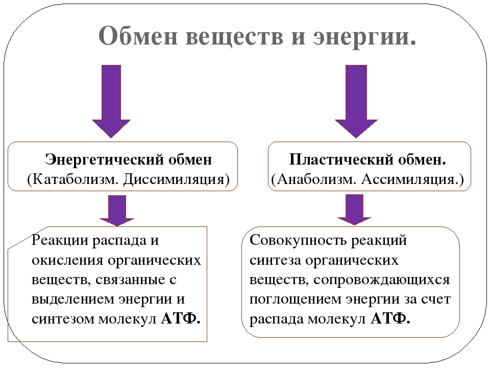 Реакция обмена веществ. Схема обмен веществ и энергии пластический и энергетический обмен. Обмен веществ и превращение энергии в клетке пластический обмен. Схема обмена веществ пластический и энергетический обмен. Схема обмена веществ в клетке энергетический и пластический.