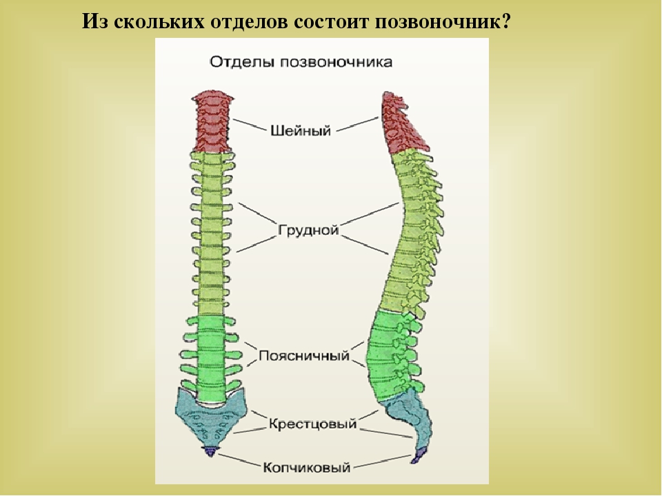 Позвоночник состоит из. Отделы позвоночника. Позвоночник человека состоит из. Позвоночник состоит из скольких отделов. Позвоночник состоит из позвонков.