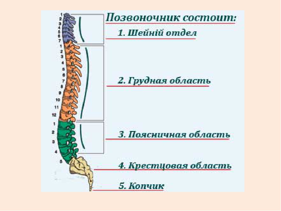 Позвоночник состоит из. Позвоночник человека состоит из отделов. Грудной отдел позвоночника состоит из. Поясничный отдел позвоночника состоит из. Из чего состоит позвоночник.